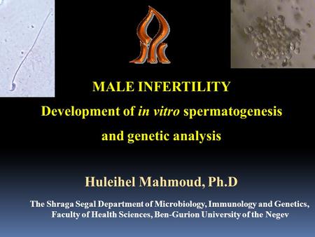 MALE INFERTILITY Development of in vitro spermatogenesis and genetic analysis Huleihel Mahmoud, Ph.D The Shraga Segal Department of Microbiology, Immunology.