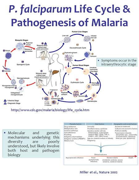 P. falciparum Life Cycle & Pathogenesis of Malaria Miller et al., Nature 2002   Molecular and genetic.