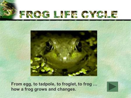 From egg, to tadpole, to froglet, to frog … how a frog grows and changes.