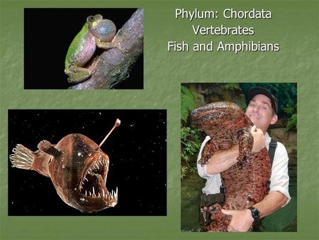 Phylum: Chordata Vertebrates Fish and Amphibians.