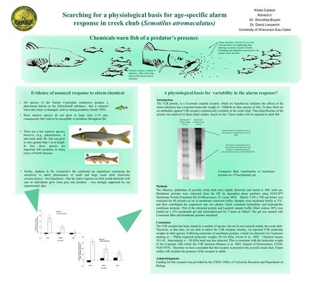 Searching for a physiological basis for age-specific alarm response in creek chub (Semotilus atromaculatus) Krista Carlson Advisor:s: Dr. Winnifred Bryant.