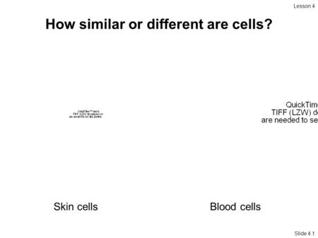 Slide 4.1 Lesson 4 How similar or different are cells? Skin cellsBlood cells.