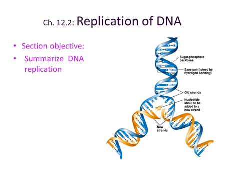 Ch. 12.2: Replication of DNA Section objective:
