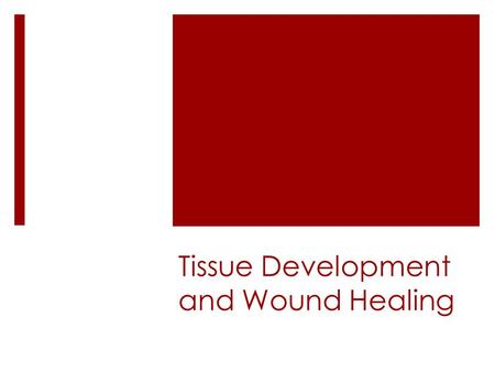 Tissue Development and Wound Healing. Body Defenses Body defense system includes skin mucous membranes, strong acid in stomach, etc. They work to fight.