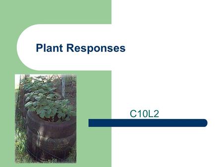 Plant Responses C10L2 Plant Growth Plants respond to their environment by the way they grow or do not grow.