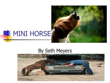 MINI HORSE By Seth Meyers.