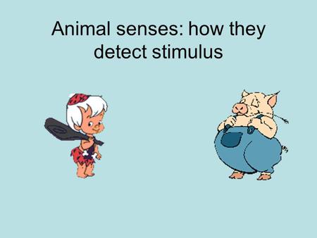 Animal senses: how they detect stimulus