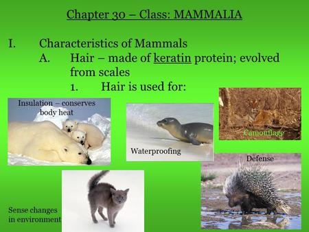Chapter 30 – Class: MAMMALIA I. Characteristics of Mammals