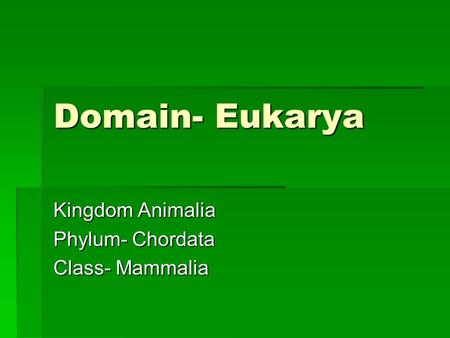 Domain- Eukarya Kingdom Animalia Phylum- Chordata Class- Mammalia.
