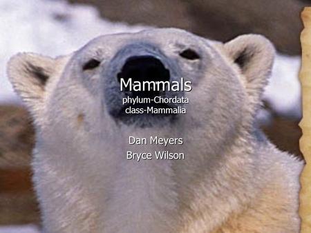 Mammals phylum-Chordata class-Mammalia Dan Meyers Bryce Wilson.