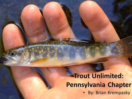 Trout Unlimited: Pennsylvania Chapter By: Brian Krempasky.