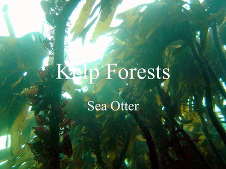 Kelp Forests Sea Otter. Facts West coast of North America Kelp are large brown algae Grow in dense groupings much like a forest grow in dense groupings.