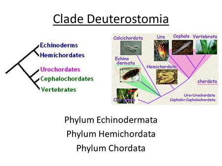 Phylum Echinodermata Phylum Hemichordata Phylum Chordata
