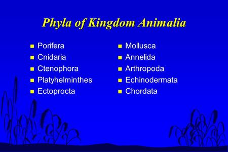 Phyla of Kingdom Animalia n Porifera n Cnidaria n Ctenophora n Platyhelminthes n Ectoprocta n Mollusca n Annelida n Arthropoda n Echinodermata n Chordata.