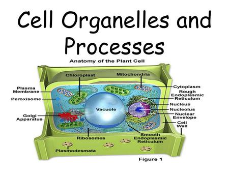 Cell Organelles and Processes