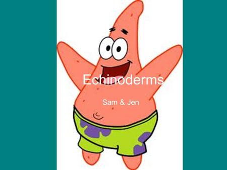 Echinoderms Sam & Jen. Examples of Subgroups Crinoidea –Sea Lillies Asteroidea –Sea Stars Ophiuroidea –Brittle stars Echinodea –Sea Urchins & Sand Dollars.