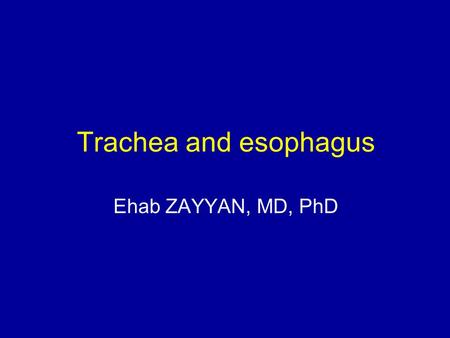Trachea and esophagus Ehab ZAYYAN, MD, PhD.