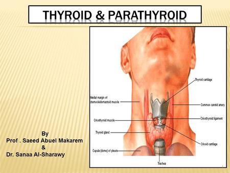 THYROID & PARATHYROID By Prof . Saeed Abuel Makarem &