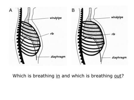 Which is breathing in and which is breathing out? AB.