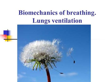 Biomechanics of breathing. Lungs ventilation