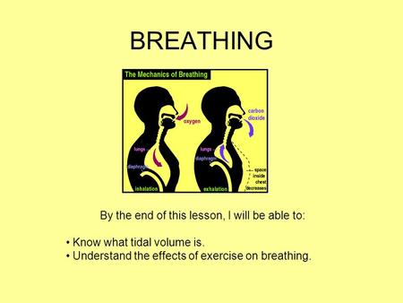 BREATHING By the end of this lesson, I will be able to: Know what tidal volume is. Understand the effects of exercise on breathing.