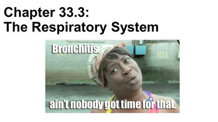 Chapter 33.3: The Respiratory System