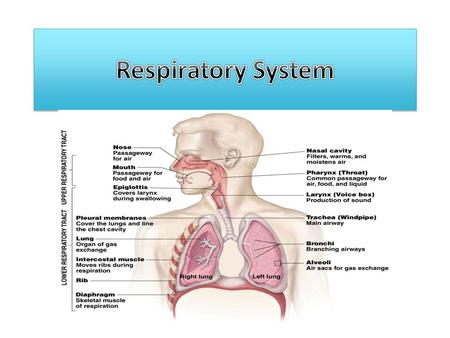 Function of the Respiratory System To bring about the exchange of oxygen and carbon dioxide between the air, the blood, and the tissues.