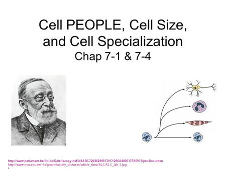 Cell PEOPLE, Cell Size, and Cell Specialization Chap 7-1 & 7-4