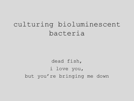 Culturing bioluminescent bacteria dead fish, i love you, but you’re bringing me down.