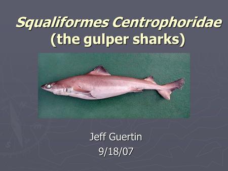 Squaliformes Centrophoridae (the gulper sharks) Jeff Guertin 9/18/07.