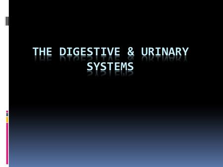 The Digestive & Urinary Systems Chapter 10 – Section 1  Digestive system: the organs that break down food so that it can be used by the body  Digestive.
