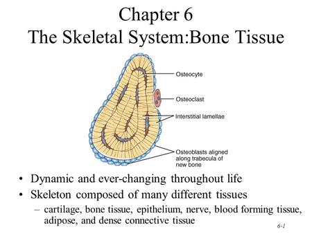 Chapter 6 The Skeletal System:Bone Tissue
