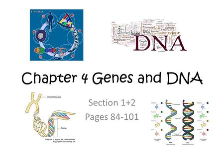 Chapter 4 Genes and DNA Section 1+2 Pages 84-101.