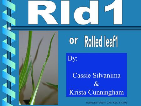 By: Cassie Silvanima & Krista Cunningham Rolled leaf1 (Rld1), CAS, KEC, 1-13-05.