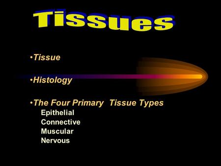 Tissues Tissue Histology The Four Primary Tissue Types Epithelial