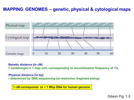 MAPPING GENOMES – genetic, physical & cytological maps Genetic distance (in cM) 1 centimorgan = 1 map unit, corresponding to recombination frequency of.