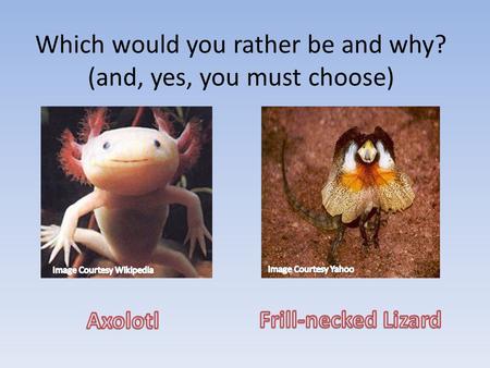 Which would you rather be and why? (and, yes, you must choose)