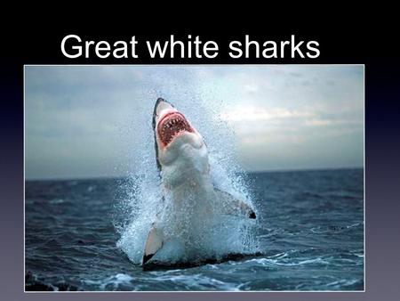 Great white sharks.