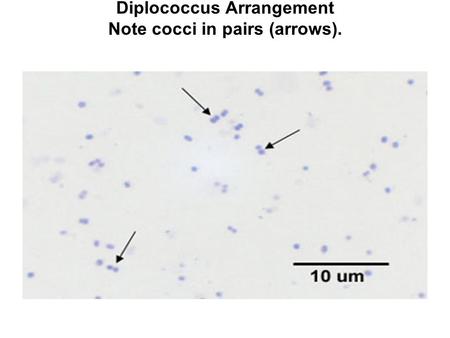 Diplococcus Arrangement Note cocci in pairs (arrows).