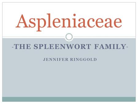 “ THE SPLEENWORT FAMILY ” JENNIFER RINGGOLD Aspleniaceae.