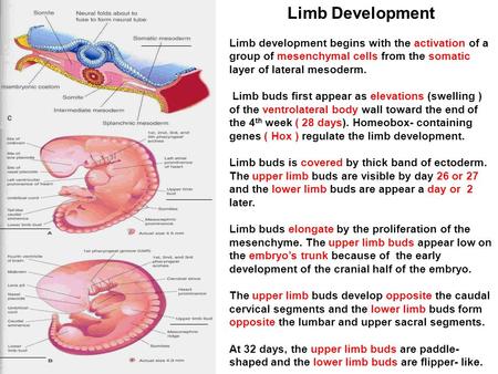 Limb Development Limb development begins with the activation of a group of mesenchymal cells from the somatic layer of lateral mesoderm. Limb buds first.