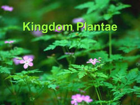 Kingdom Plantae.