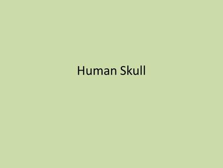 Human Skull. Human Skull – 22 bones 2 parts: 1.Cranium (8 bones fused at sutures) – protects brain, provides muscle attachment, sinuses reduce weight.