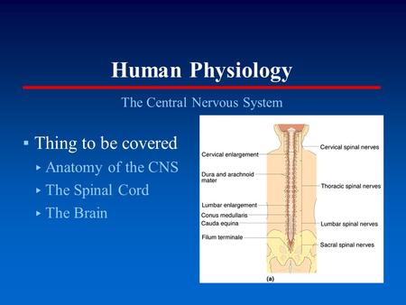 Human Physiology The Central Nervous System ▪Thing to be covered ▸ Anatomy of the CNS ▸ The Spinal Cord ▸ The Brain.