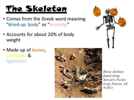 The Skeleton Comes from the Greek word meaning “dried-up body” or “mummy” Accounts for about 20% of body weight Made up of bones,