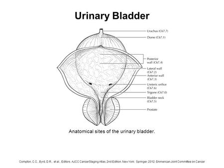 Urinary Bladder Anatomical sites of the urinary bladder. Compton, C.C., Byrd, D.R., et al., Editors. AJCC CancerStaging Atlas, 2nd Edition. New York: Springer,