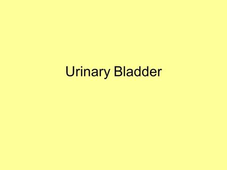 Urinary Bladder.