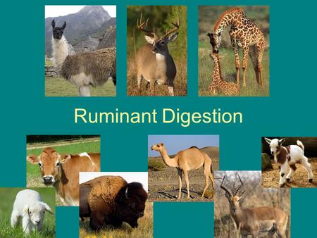 Ruminant Digestion.
