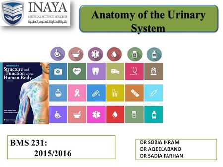 BMS 231: 2015/2016 Anatomy of the Urinary System DR SOBIA IKRAM DR AQEELA BANO DR SADIA FARHAN.