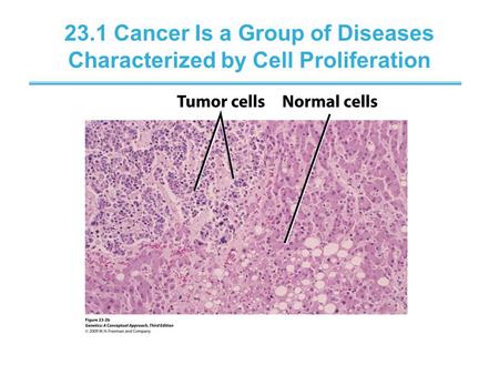 23.1 Cancer Is a Group of Diseases Characterized by Cell Proliferation.